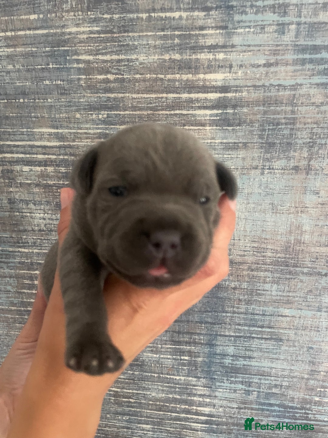 Staffordshire Bull Terrier dogs for sale: Blue Staffordshire bull terrier kc registered ❗️ - Image 18