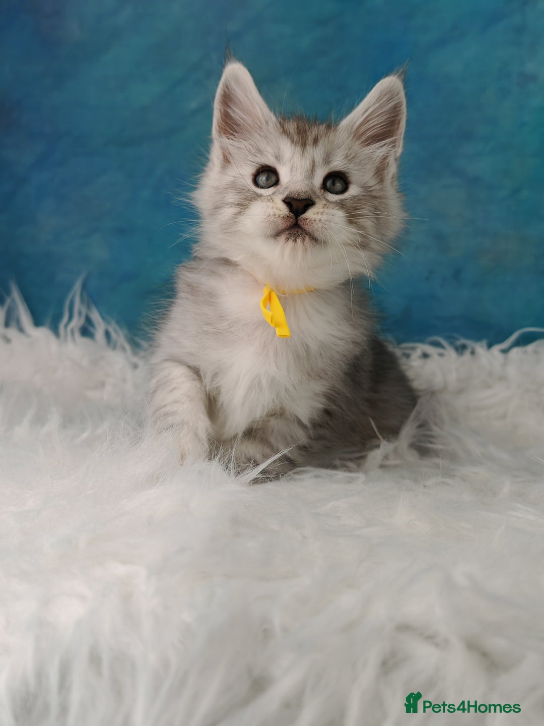 Maine Coon cats for sale: Shaded line Maine Coon kittens - Advert 13