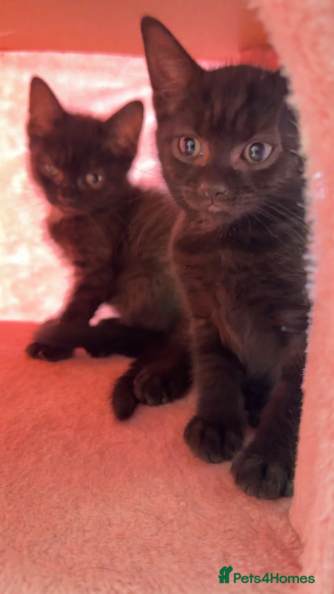 Mixed Breed cats for sale: Kittens  - Advert 5