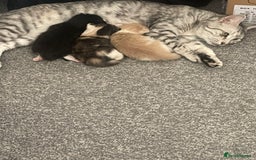 British Longhair cats for sale: 4 gorgeous kittens  - Image 6