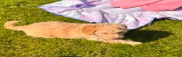 Cavapoo dogs for sale: Cute toy cavapoo puppies reds/apricots 2 left   in Airdrie - Advert 13