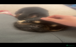 French Bulldog dogs for sale: Lunarya - Loving 4-Year-Old French Bulldog  - Advert 5