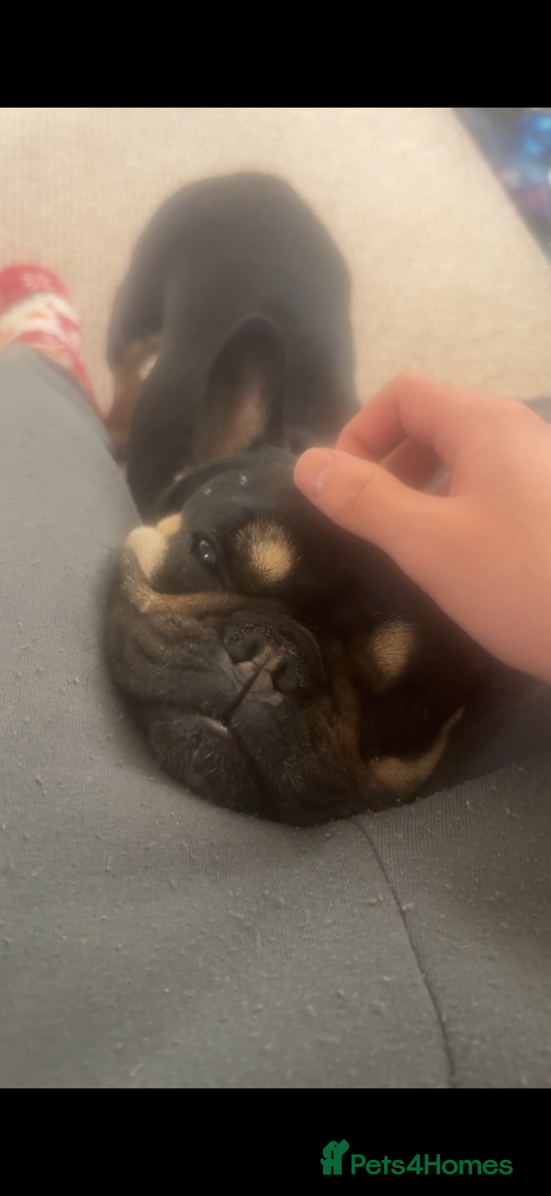 French Bulldog dogs for sale: Lunarya - Loving 4-Year-Old French Bulldog  - Advert 5