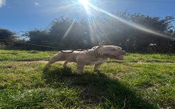 American Bully dogs for stud: Muscletone Pocket bully  - Image 3
