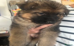 German Shepherd dogs for sale: Beautiful GSD pups - Image 16