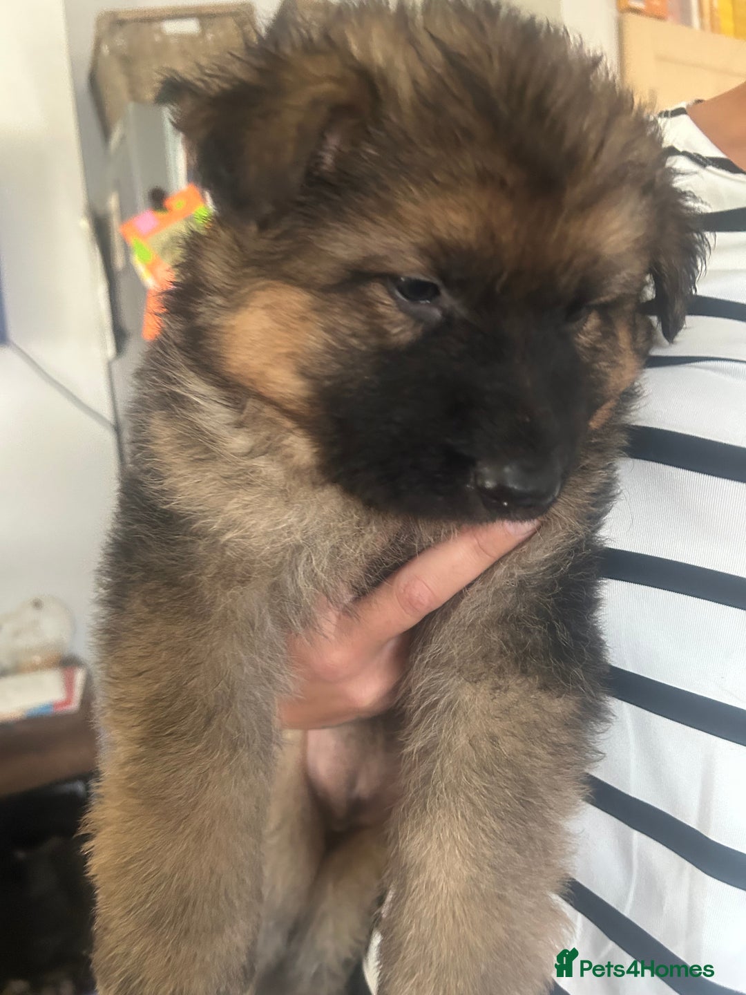 German Shepherd dogs for sale: Beautiful GSD pups - Image 16