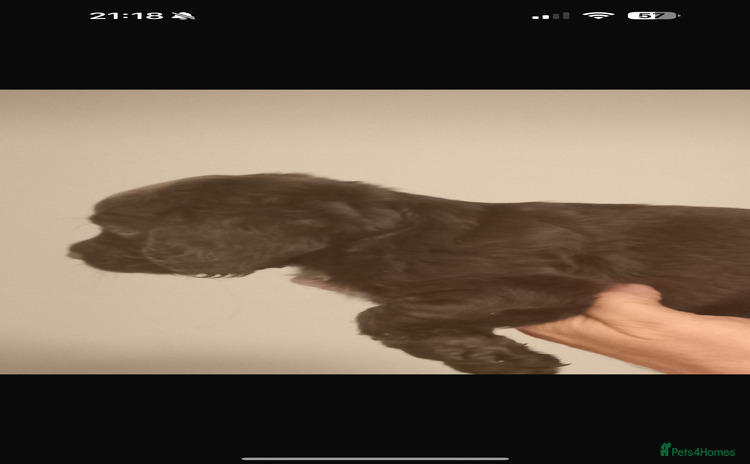 Cocker Spaniel dogs - Advert 1