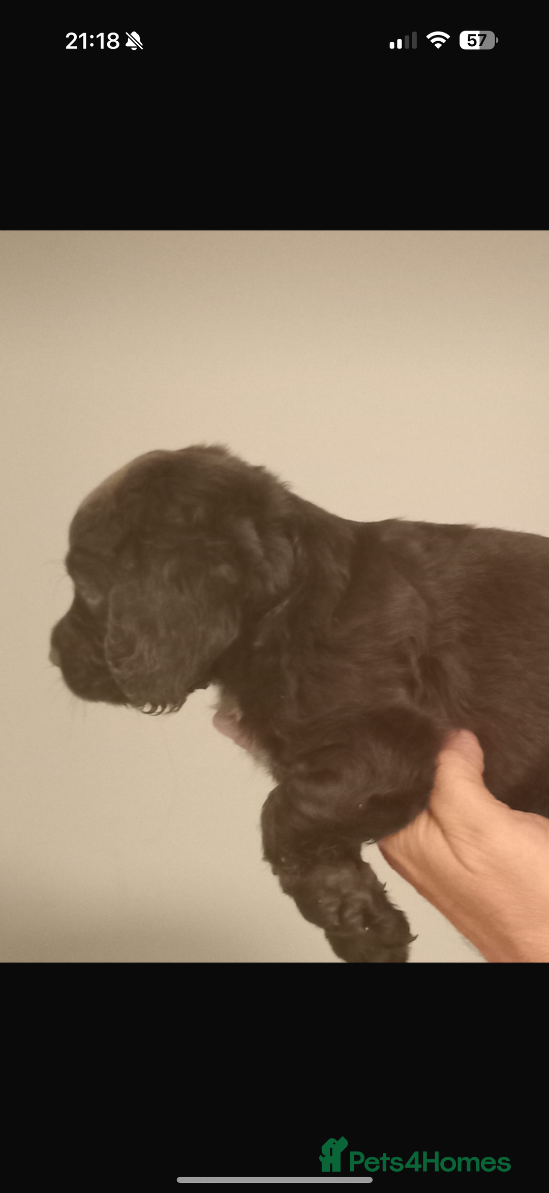 Cocker Spaniel dogs for sale: Working cocker spaniels  - Image 3