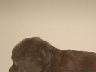 Cocker Spaniel dogs - Advert 20