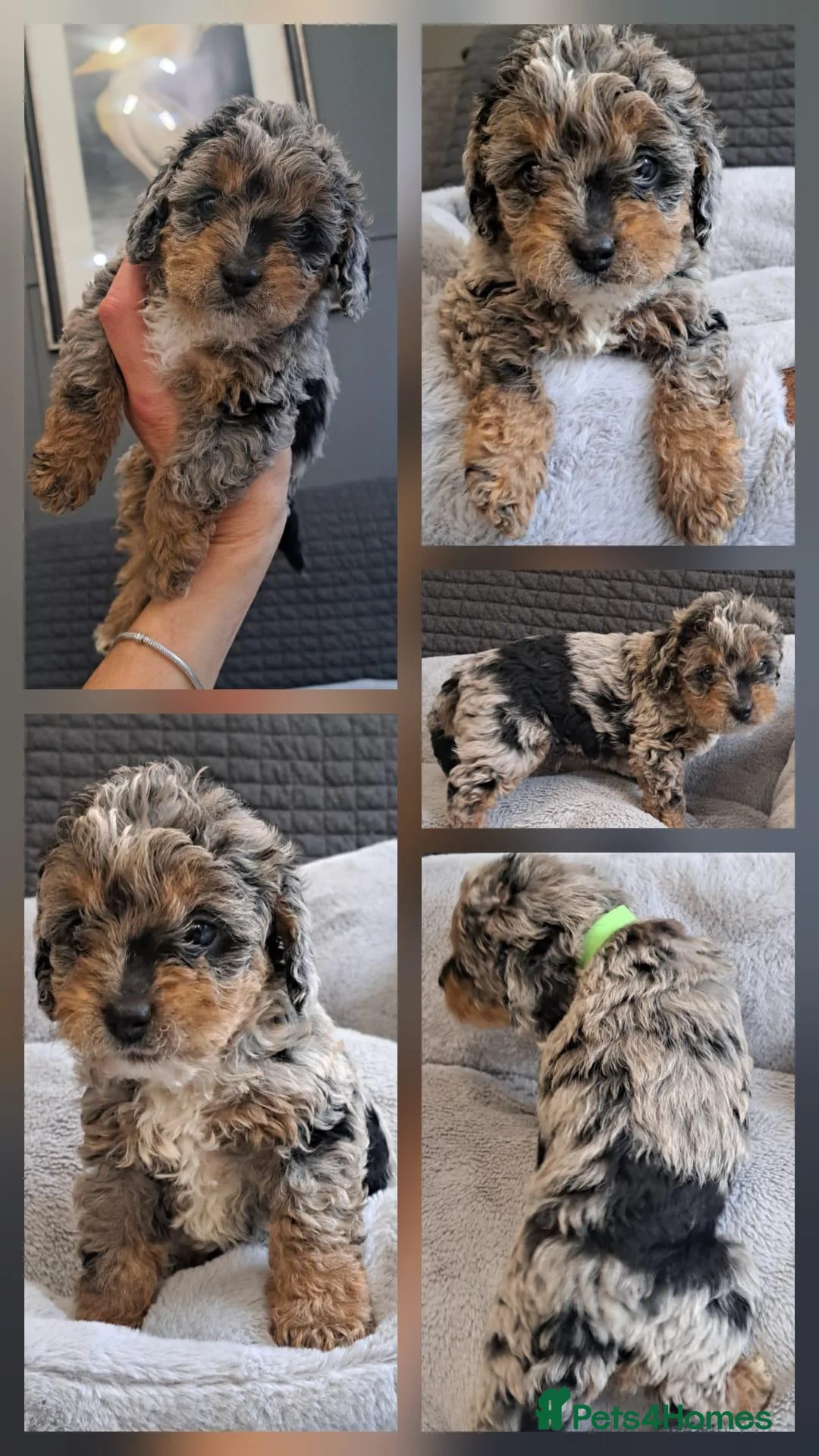 Cavapoo dogs for sale: Adorable Cavapoo Puppies - Advert 15
