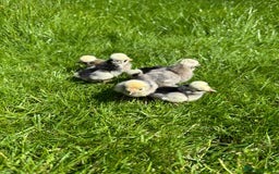 Chickens poultry for sale: Day old pure breed chicks  - Image 4