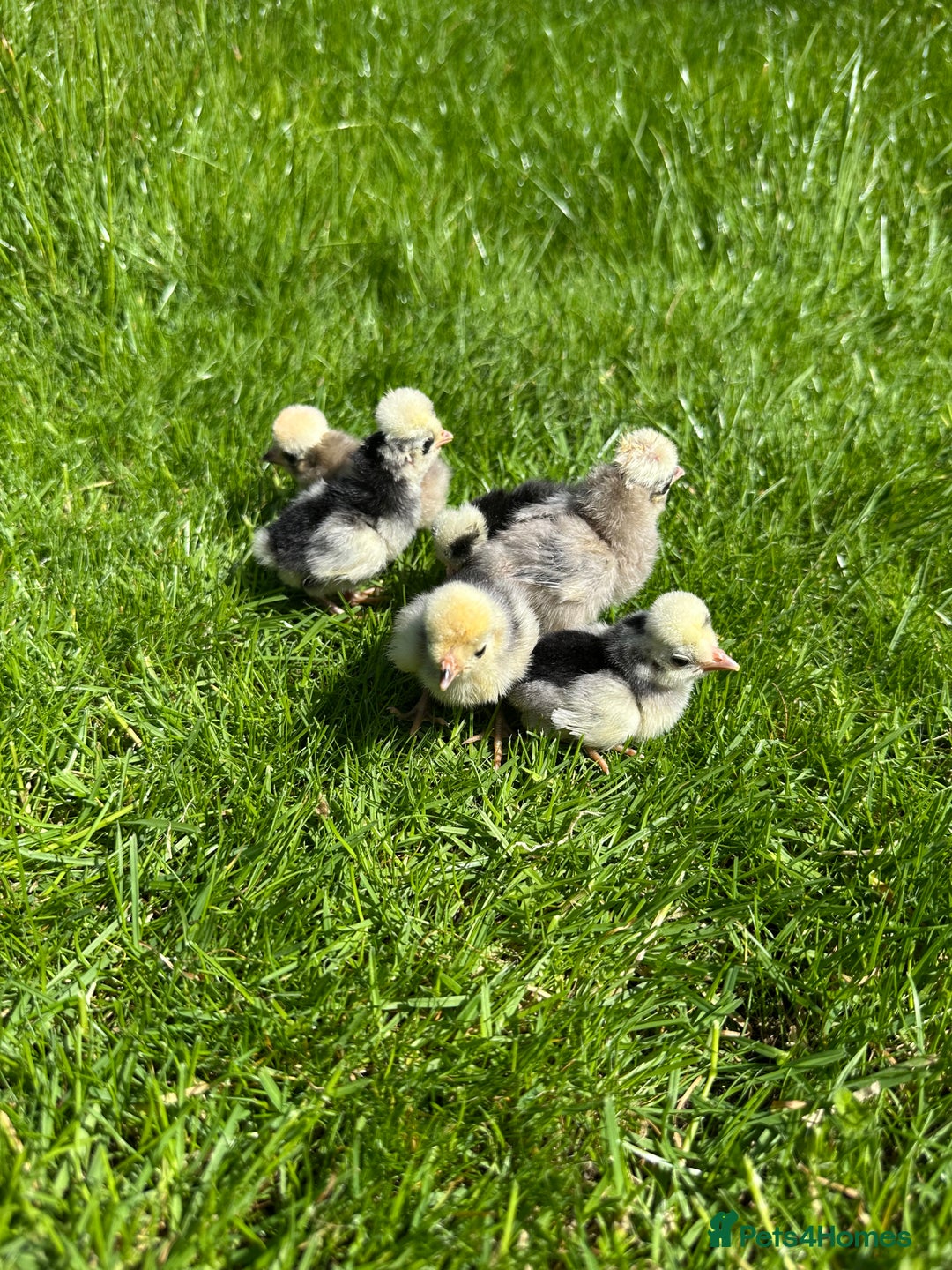 Chickens poultry for sale: Day old pure breed chicks  - Image 4