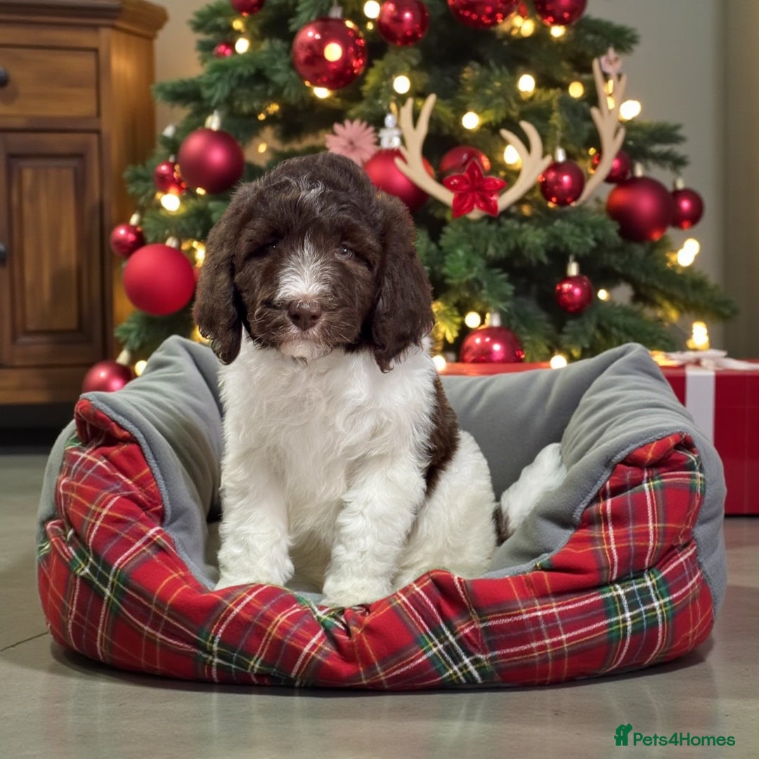 Bernedoodle dogs for sale: Mini bernedoodle puppies for sale  - Advert 3