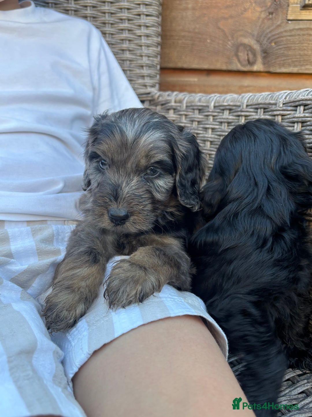 Cockapoo dogs for sale: Gorgeous cockapoo puppies - Image 17