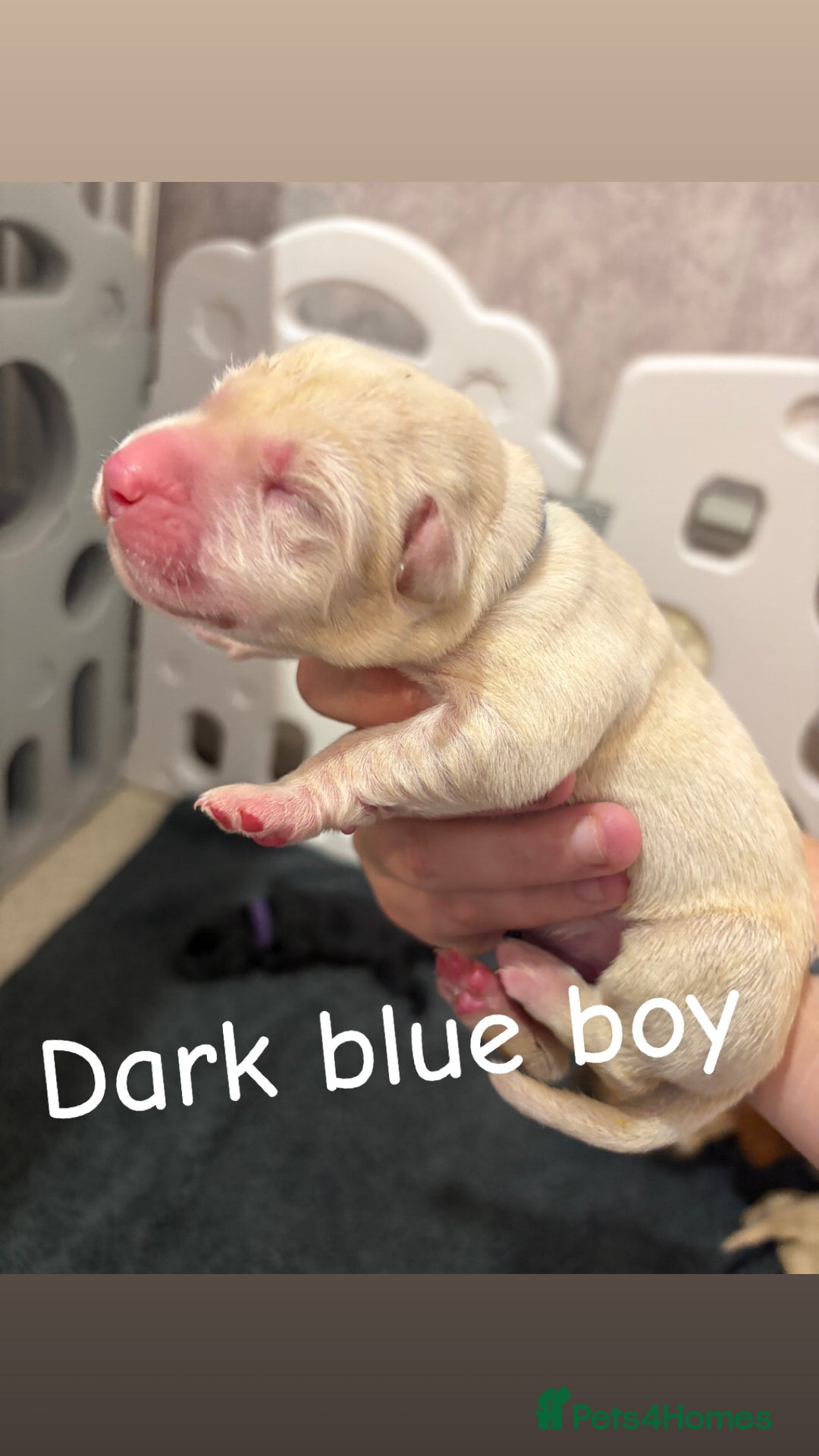 Labrador Retriever dogs for sale: Labrador Retriever Puppies for Sale 🐾 - Advert 11