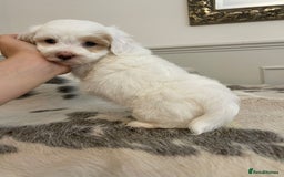 Havanese dogs for sale: Adorable Havaton Puppies  - Image 9