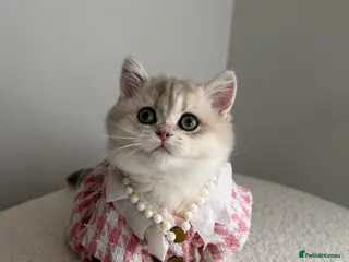 British Shorthair cats Blue Golden British Shorthair kitty - Advert 6