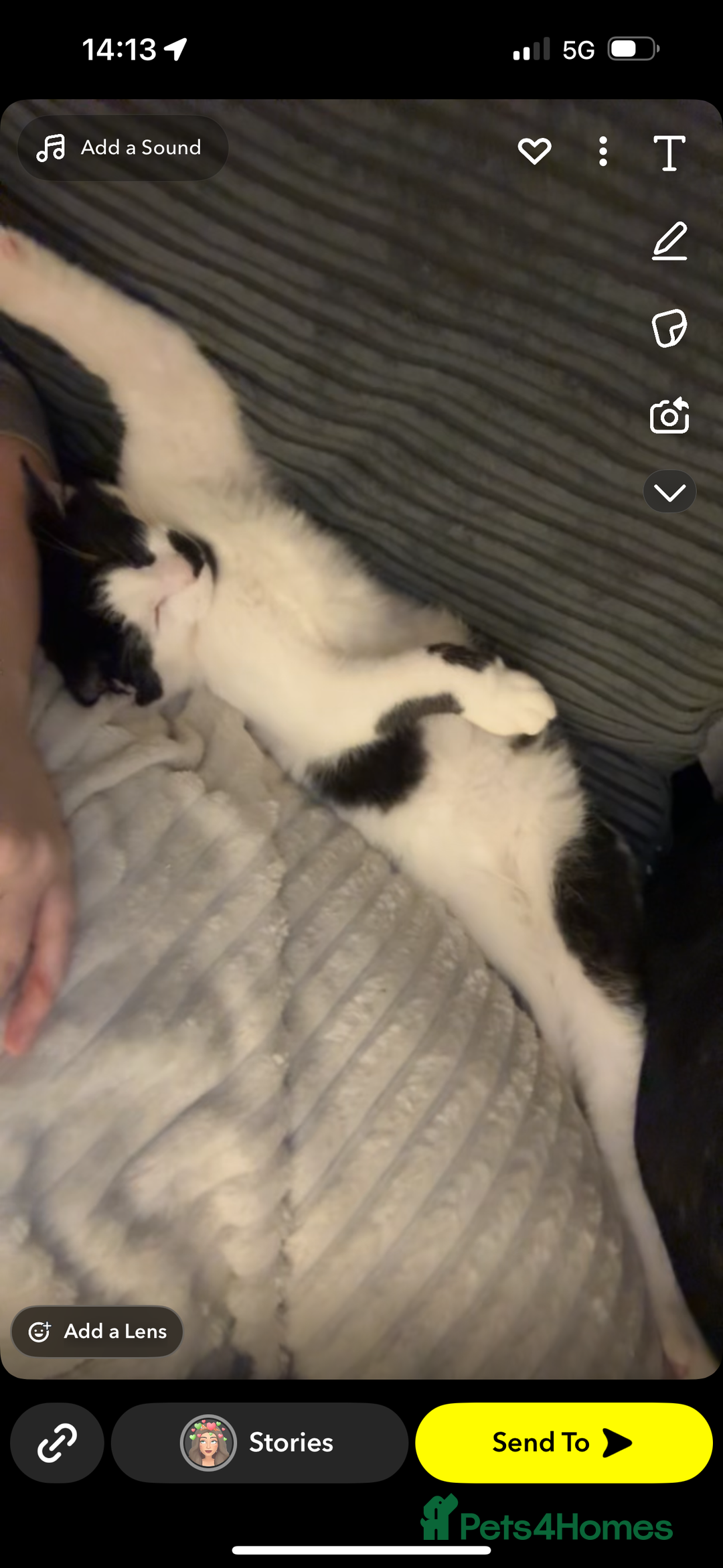 Domestic Shorthair cats for sale: Kitler🤍 possibly looking to rehome  - Image 5