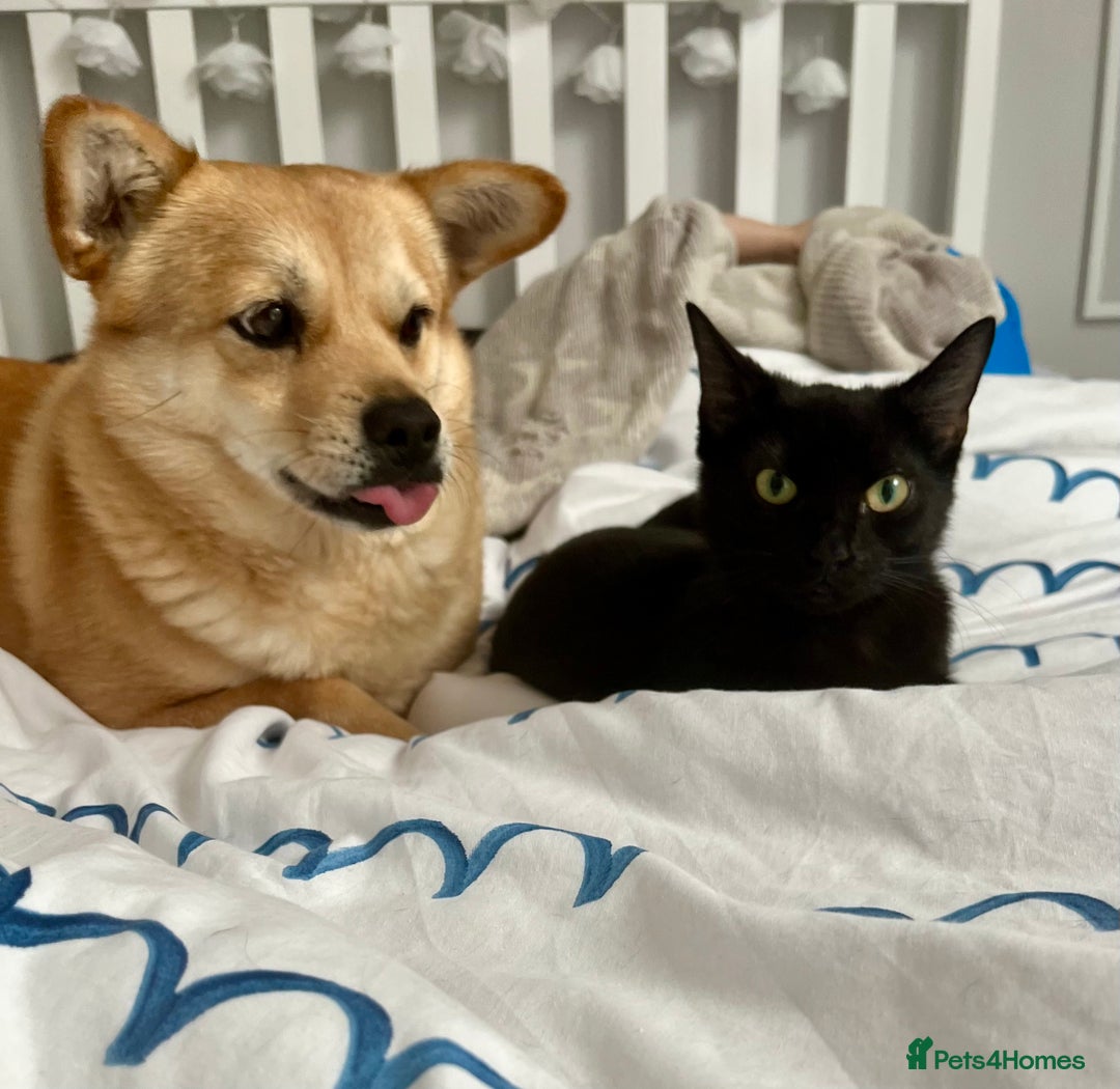 Domestic Shorthair cats for sale: Beautiful female cat requires home - Advert 4