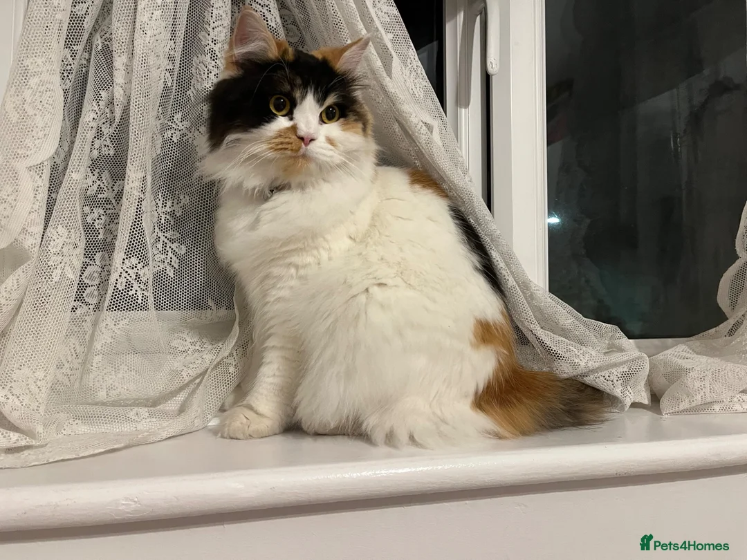 Persian cats for sale: Beautiful Calico Persian, female  in Northolt - Advert 8