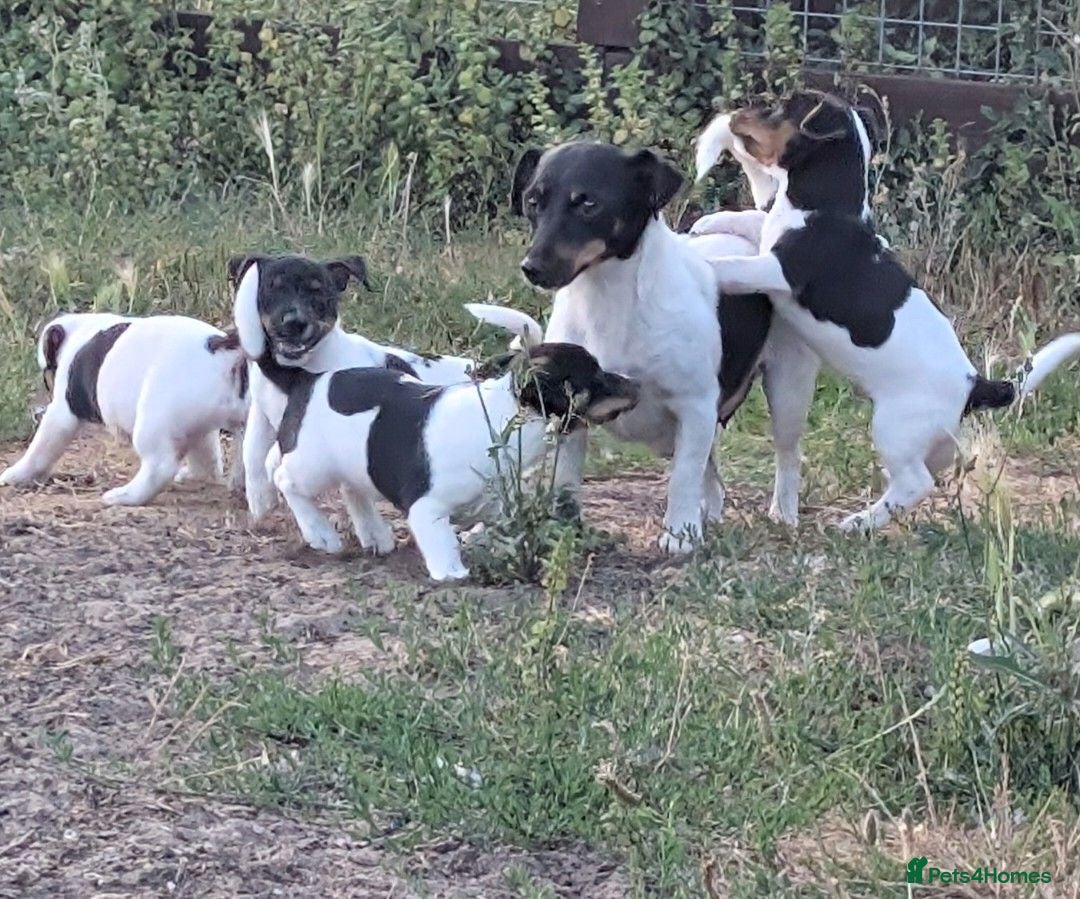 Jack Russell dogs Jack Russell Puppies for Sale - Advert 1
