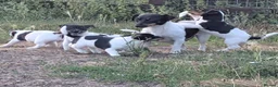 Jack Russell dogs for sale: Jack Russell Puppies for Sale - Advert 13
