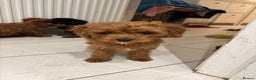 Cavapoo dogs for sale: Beautiful hypoallergenic Cavapoo pups - Advert 14