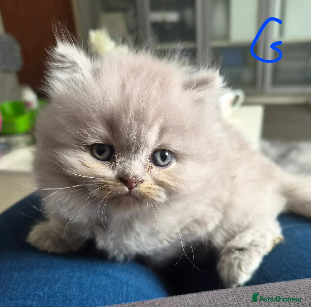 British Longhair cats for sale: LAST ONE! HEALTH TESTED LILAC BRITISH LONGHAIR - Advert 2