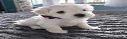 Maltese dogs for sale: Beautiful Maltese Puppies - Advert 5