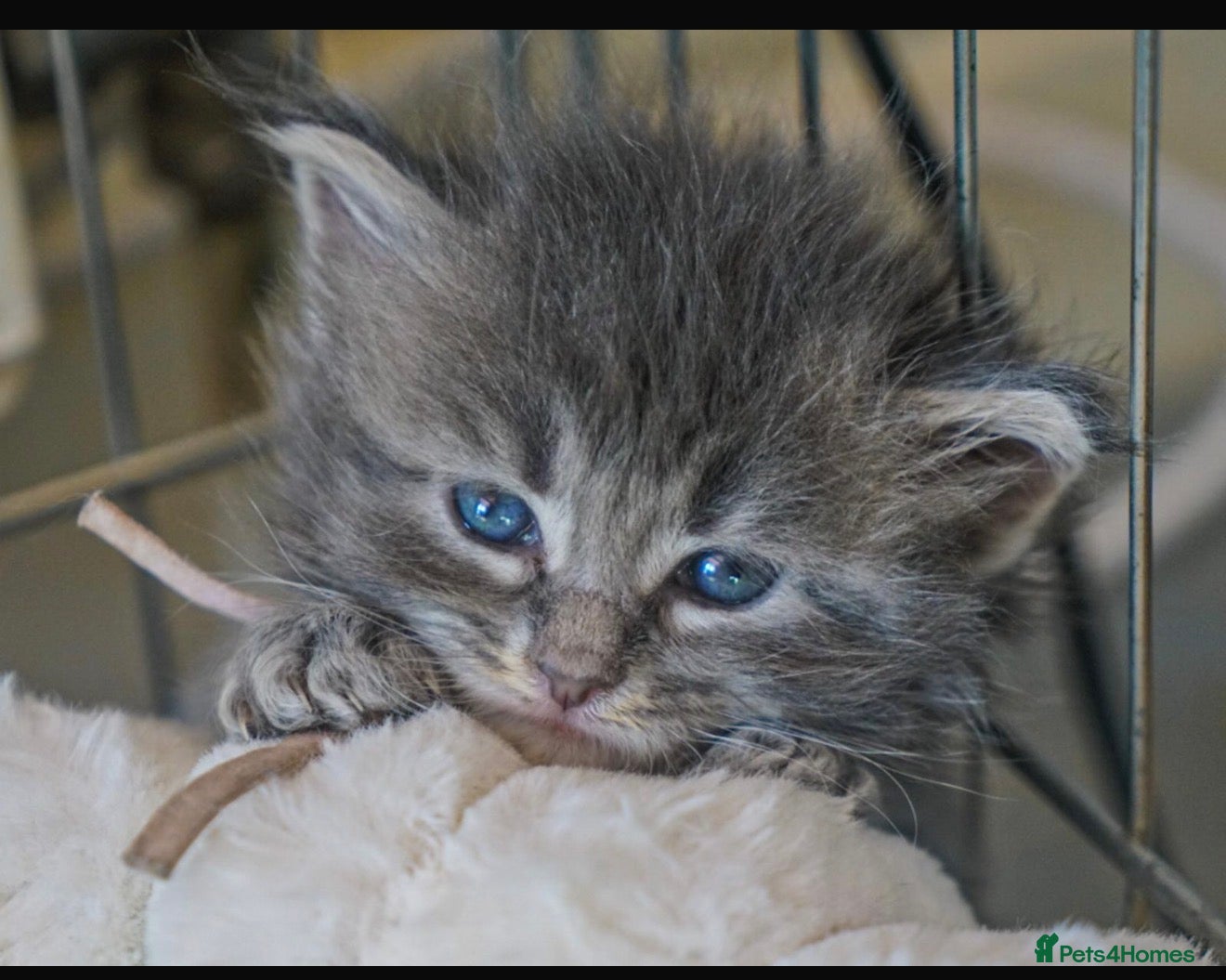 Maine Coon cats Gorgeous Mainecoon kittens ready 10th June  - Advert 3