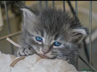 Maine Coon cats Gorgeous Mainecoon kittens ready 10th June - Advert 3