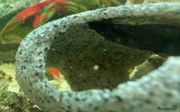 Corys fish for sale: 70L tank with fish - Image 3