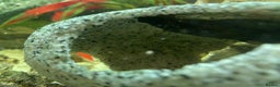 Corys fish for sale: 70L tank with fish - Advert 3