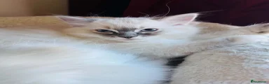 Ragdoll 2