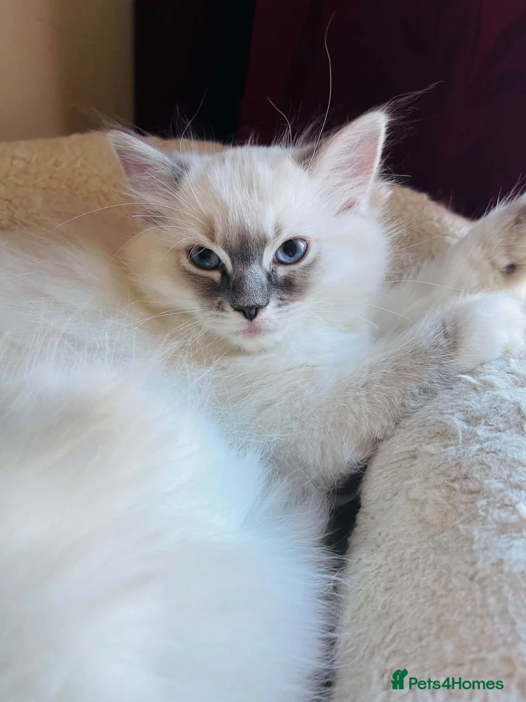 Ragdoll cats for sale: PUREBRED FEMALE RAGDOLL KITTENS AVAILABLE in Wakefield - Advert 2