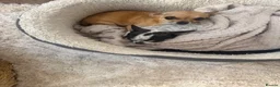 Chihuahua dogs for sale: For sale in Heckmondwike - Advert 1