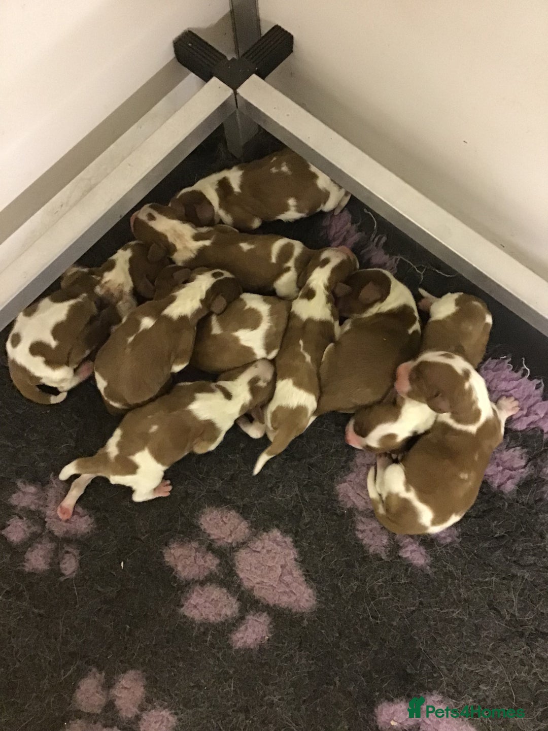 Welsh Springer Spaniel dogs for sale: Beautiful WELSH SPRINGER PUpS - Advert 3