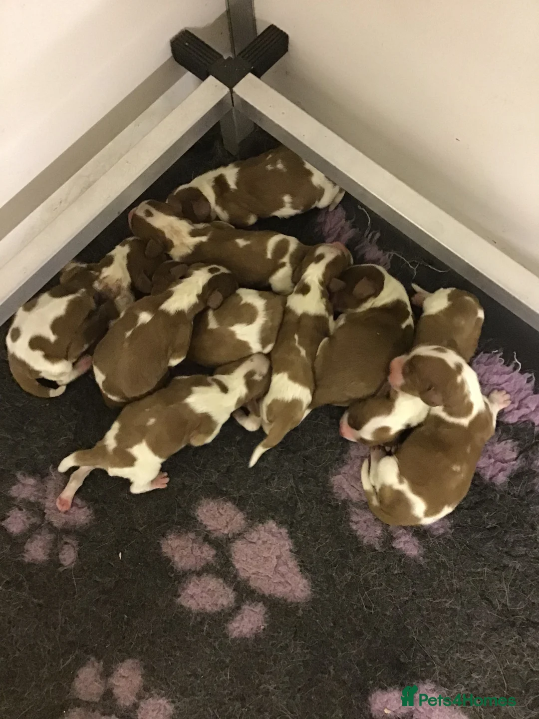 Welsh Springer Spaniel dogs for sale: Beautiful WELSH SPRINGER PUpS - Advert 10