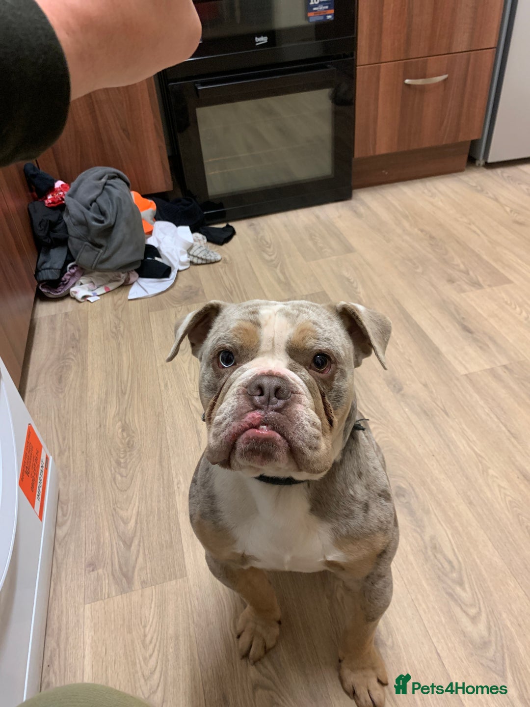 Olde English Bulldogge dogs for sale: Tyson  - Advert 2