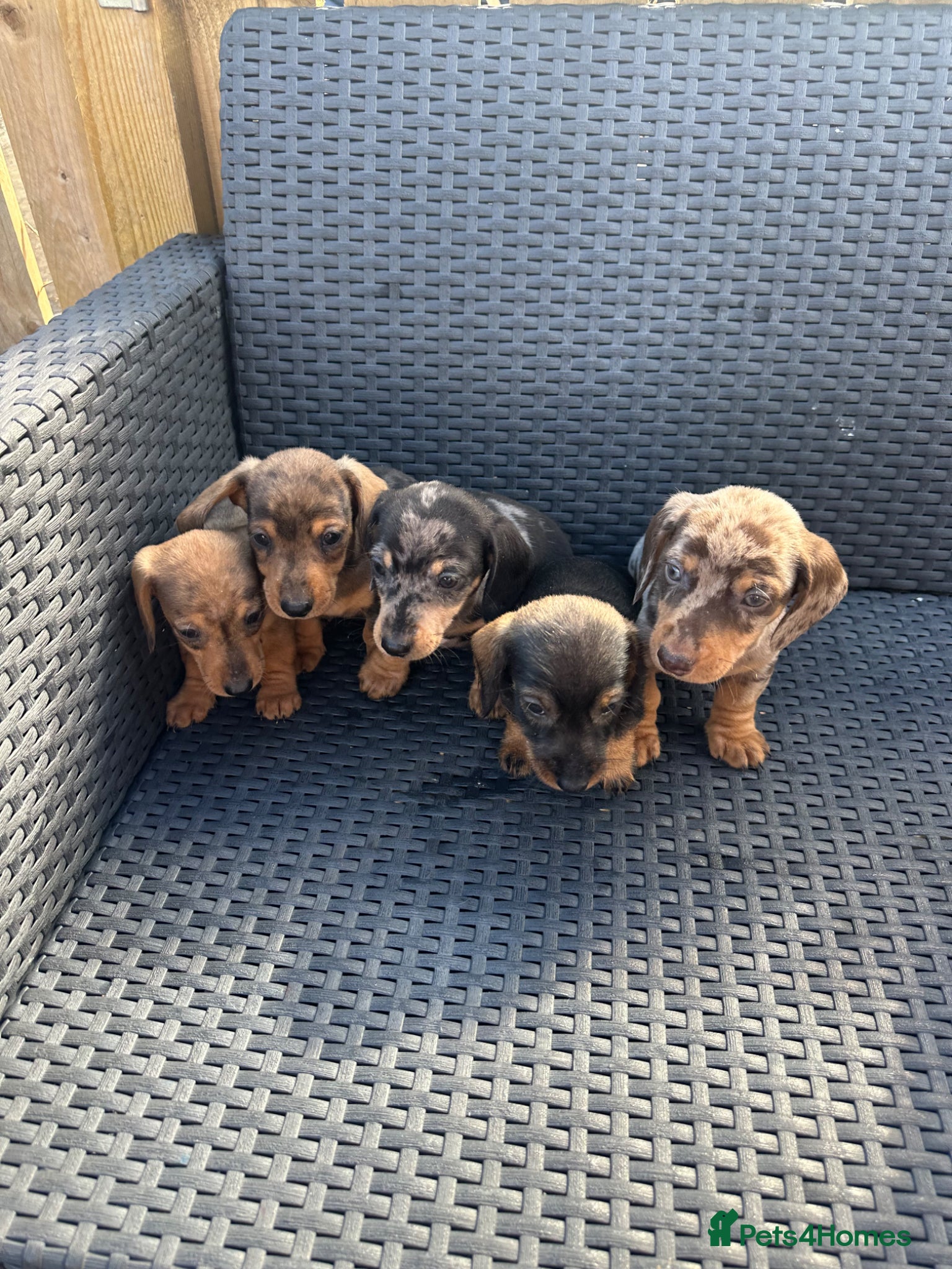 Miniature Dachshund dogs Miniature Dashounds Dapple  - Advert 1