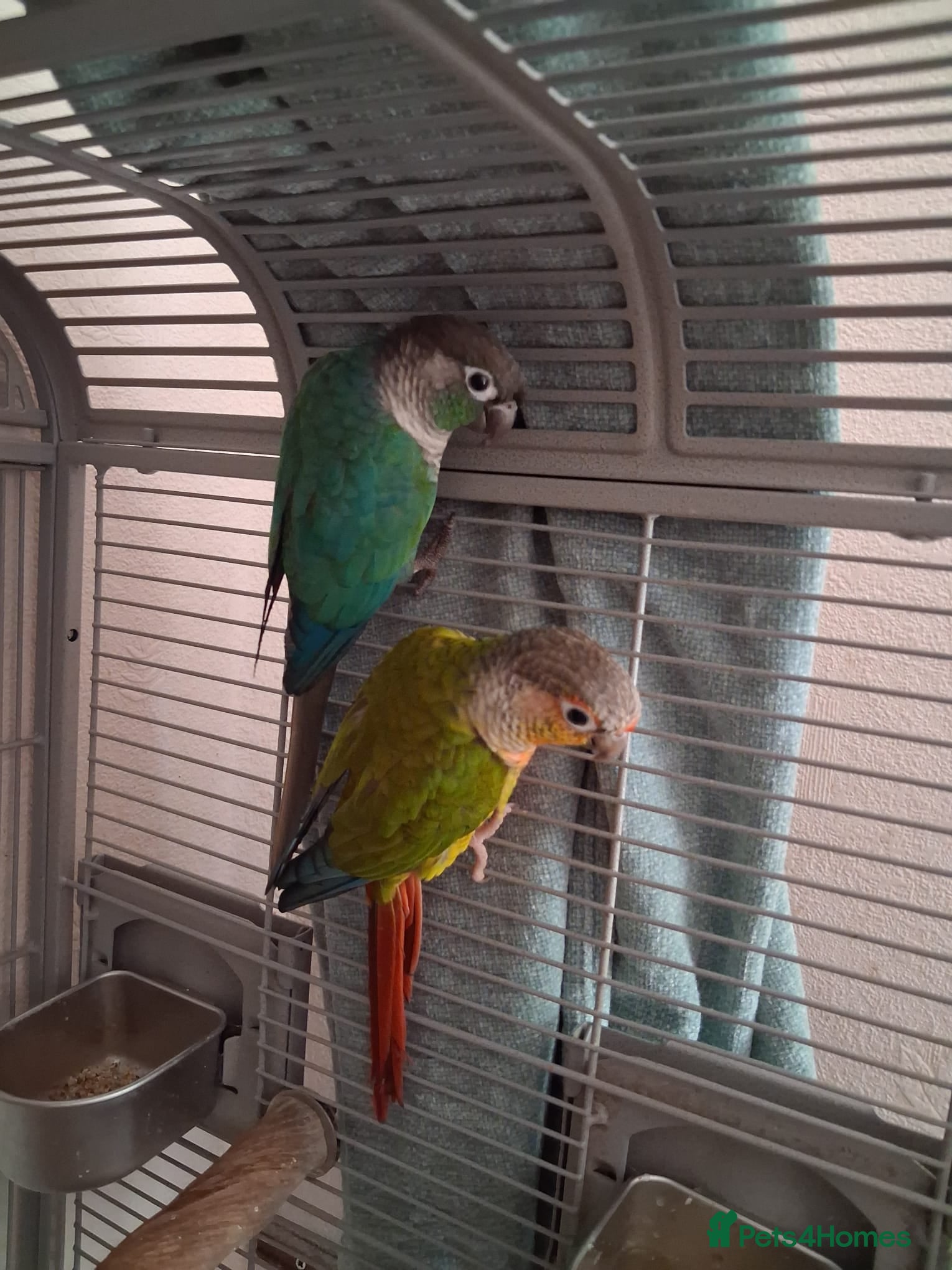 Conures birds 2 Green cheeked conures for sale - Advert 1