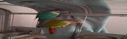 Conures birds for sale: 2 Green cheeked conures for sale in Aylesbury - Advert 1