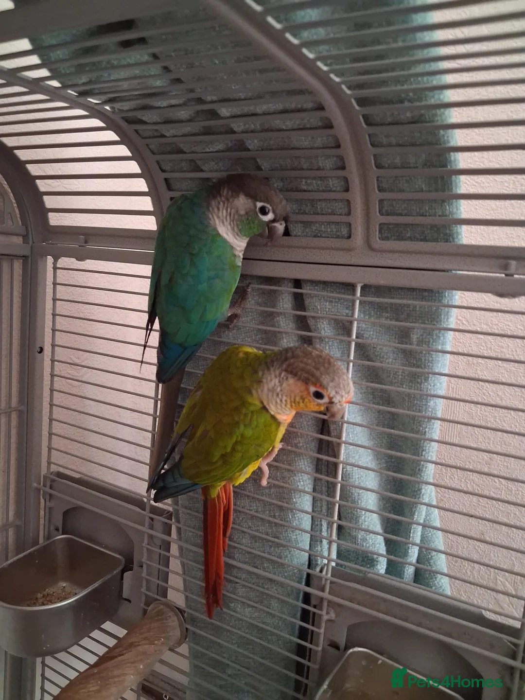 Conures birds for sale: 2 Green cheeked conures for sale in Aylesbury - Advert 1