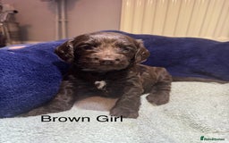 Cockapoo dogs for sale: Cockapoo puppies - Image 3