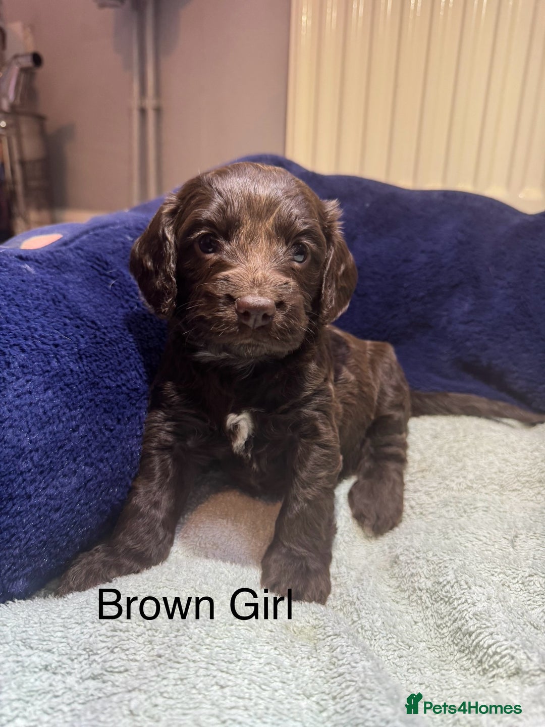 Cockapoo dogs for sale: Cockapoo puppies - Image 3