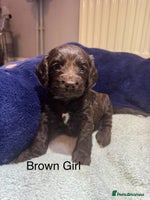 Cockapoo dogs - Advert 3