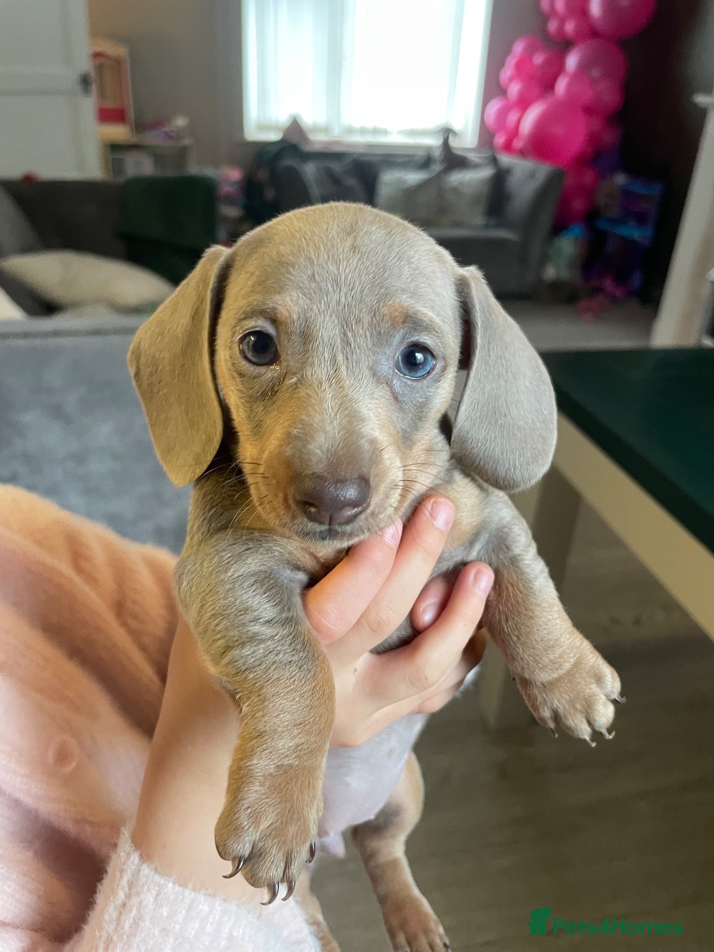 Miniature Dachshund dogs for sale: Beautiful Miniature dachshunds - Advert 20
