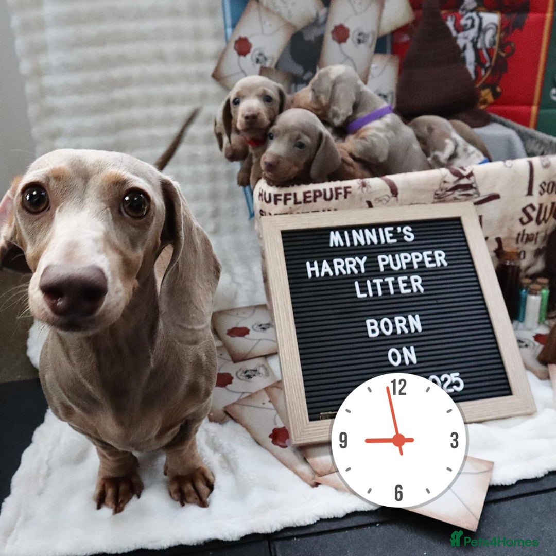 Miniature Dachshund dogs for sale: Adorable Litter of Miniature Dachshund Puppies  - Image 24