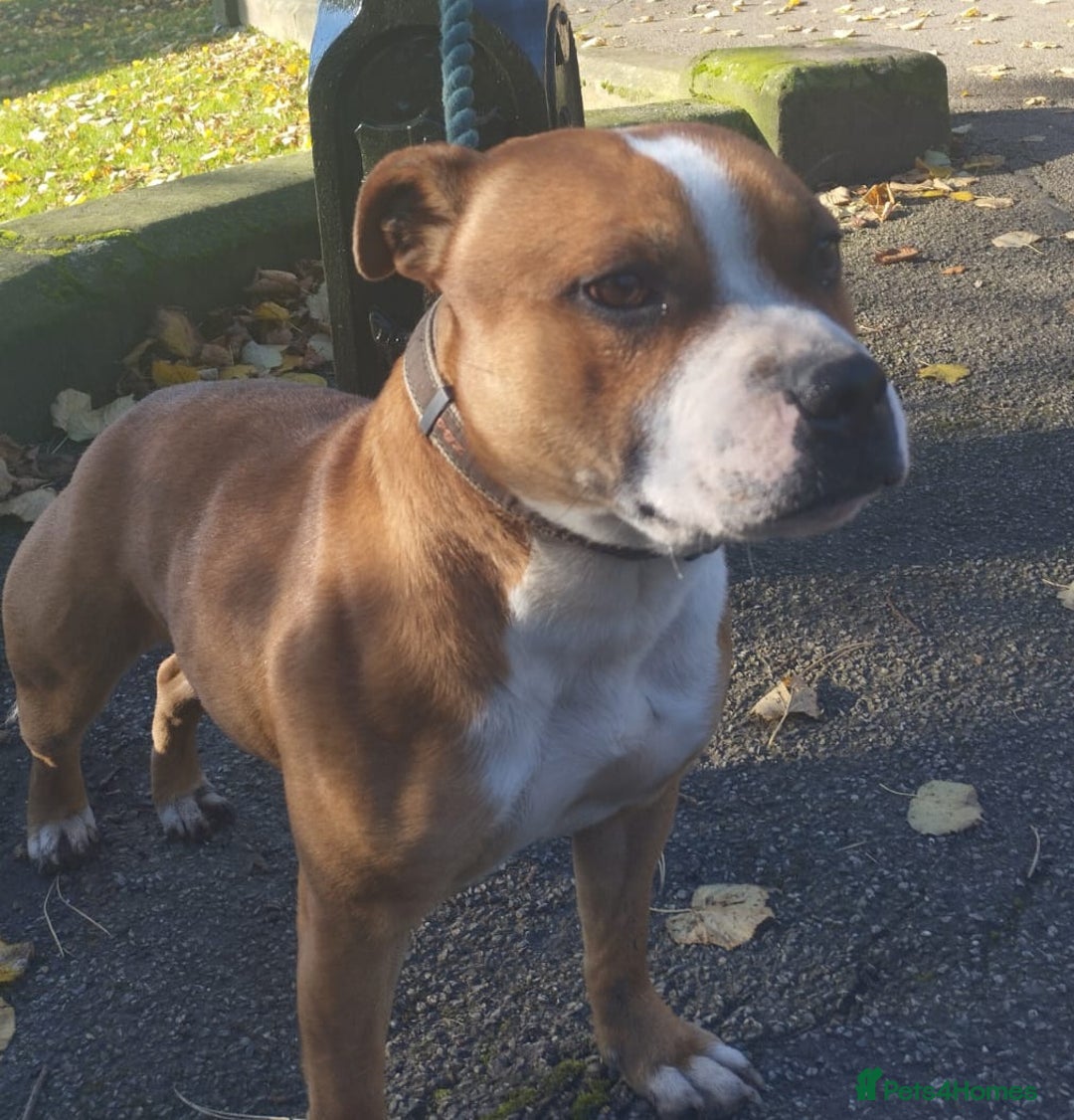 Staffordshire Bull Terrier dogs for sale: DNA HEALTH TESTED STAFFIE PUPPIES, BAER HEARING  - Advert 7