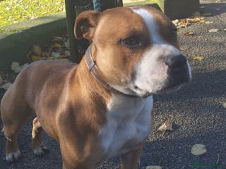 Staffordshire Bull Terrier dogs DNA HEALTH TESTED STAFFIE, BAER HEARING 2 LEFT - Advert 1